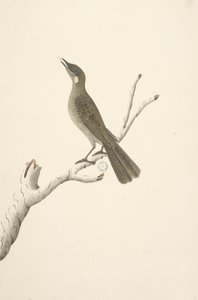 Side 68. Naturlig størrelse, August Lewin Honeyeater Meliphaga Lewinii, 1791-92 af Unknown artist