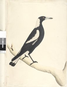 Page 6. Barita. above title in different hand May. Natural size Black, Backed Magpie Gymnorhina tibicen, 1791-92dani af Unknown artist