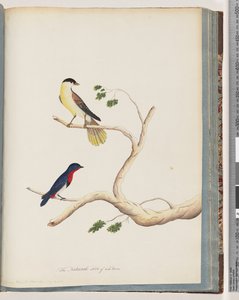 Side 70. 1. Uidentificeret fugl. Bonnet Warbler af Unknown artist