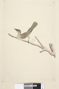 Page 70. Natural size. August Fuscous Honeyeater Lichenostomus fuscus, 1791-92dani af Unknown artist