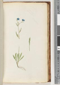Side 70. Uidentificeret plante af Unknown artist