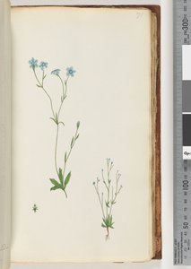 Side 71. Uidentificeret plante af Unknown artist