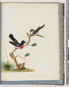 Side 73. Scarlet Robins af Unknown artist