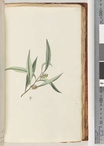 Page 75. Unidentified plantdani af Unknown artist