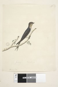 Page 76. Hirundo. at lower center in different hand January Natural size Welcome Swallow Hirundo neoxena, 1791-92dani af Unknown artist