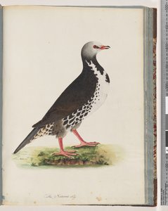 Side 76. Uidentificeret fugl af Unknown artist
