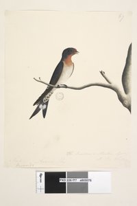 Side 77. Hirundo. ovenstående titel i anden hånd marts. Naturlig størrelse. nederst til højre i tredje hånd Svalen eller Martin fra N.S. Wales. Velkommen svale Hirundo neoxena, 1791-92 af Unknown artist