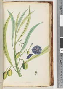 Side 79. Solanum longifolium af Unknown artist