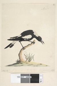 Side 7. Barita. følgende titel i anden hånd 1/2 den naturlige størrelse. en anden note i en tredje hånd, lyder Denne fugl har en meget ualmindelig og ikke ubehagelig tone. Sort, Rygget Magpie Gymnorhina tibicen, 1791-92 af Unknown artist