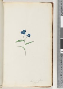 Side 7. Comelina capillaris af Unknown artist