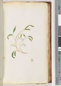 Side 80. Uidentificeret plante af Unknown artist