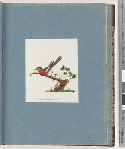 Side 81. Scarlet Robin af Unknown artist