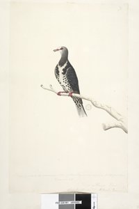 Side 81. Wunga, Wungee Pigeon. Tegnet efter målestok 1/2 af den naturlige størrelse. To af disse Pidgeons blev nu set for første gang december 1791.... ligner... Wonga Pigeon Leucosarcia melanoleuca, 1791-92 af Unknown artist