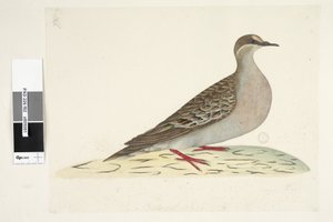 Side 82. Bronzefløj. nederst i midten i forskellig hånd Naturlig størrelse Almindelig bronzedue Phaps chalcoptera, 1791-92 af Unknown artist