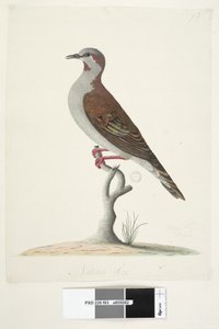 Side 83. Bronzevinget due. nederst i midten i forskellig hånd Naturlig størrelse Børste Bronzewing Pigeon Phaps elegans, 1791-92 af Unknown artist