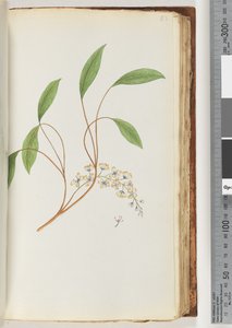 Page 83. Unidentified plantdani af Unknown artist