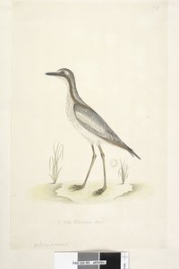 Side 85. Ødiknemus. nederst i midten i anden hånd 1/2 af den naturlige størrelse Southern Stone, Curlew Burhinus magnirostris, 1791-92 af Unknown artist