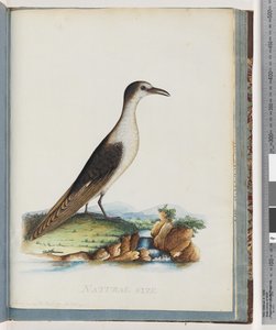 Side 85. Sodet tern. Sterna nova Hollandae. New Holland Tern af Unknown artist
