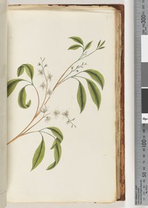 Side 85. Uidentificeret plante af Unknown artist