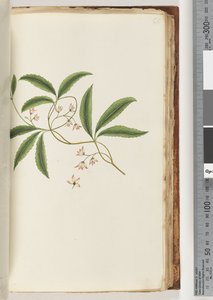 Page 86. Unidentified plantdani af Unknown artist