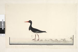 Side 87. Hæmatopus. nederst til højre i anden hånd september. langs nederste kant i tredje hånd Hannen og hunnen ses altid sammen på klipperne og lavpunkterne, men har helt forladt havnen fra at blive hyppigt forstyrret, iris er meget lys. af Unknown artist
