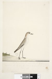Page 88. Charadrius. below frame line in different hand This bird runs on the ground like the Sand Lark and is very common on the sands in the different parts of the harbor. below this in third hand Natural size Red, capped Dotterel Charadrius alexandrinud af Unknown artist