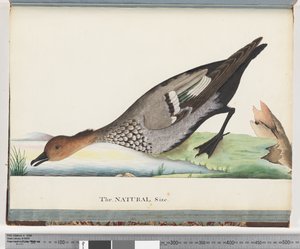 Side 88. And af Unknown artist