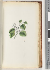 Page 88. Unidentified plantdani af Unknown artist