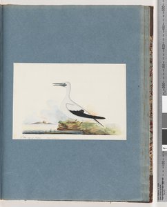 Side 91. Uidentificeret fugl. Pel. borssanus af Unknown artist