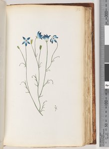 Page 92. Unidentified plantdani af Unknown artist
