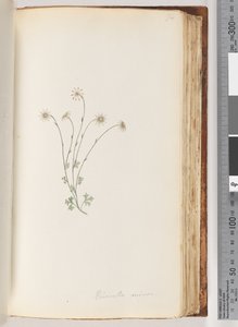 Page 94. Eriocalia minordani af Unknown artist