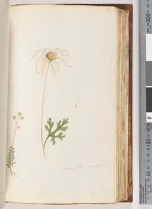 Side 95. Eriocalia major af Unknown artist