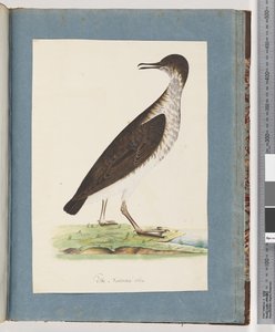 Page 96. Unidentified Birddani af Unknown artist