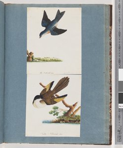 Page 97. Unidentified Birdsdani af Unknown artist