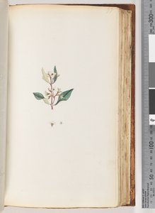 Side 97. Uidentificeret plante af Unknown artist