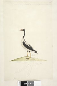 Side 98. Anas. langs overkanten i anden hånd Denne fugl er på størrelse med en gås. Nedenfor er et omrids af foden tegnet i naturlig størrelse Pied Goose Anseranas semipalmata, 1791-92 af Unknown artist