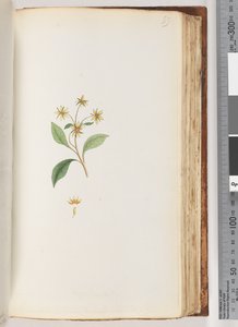 Side 99. Uidentificeret plante af Unknown artist