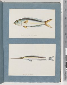 Side 9. Uidentificeret fisk. 10. Uidentificeret fisk af Unknown artist