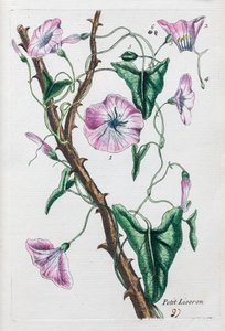 Petiti Liseron af Unknown artist