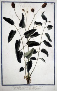 Pimprenelle: Pimpinella Sanguisorba major. af Unknown artist
