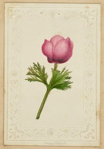 [Pink flower note card] af Unknown artist