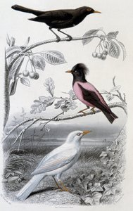 Naturhistorisk plade: Solsort, hvid solsort og lyserød solsort - i “”Oeuvres de Buffon””, red. Furne Jouvet & cie, Paris af Unknown artist