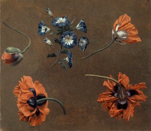 Valmuer og Tradascanthus af Unknown artist