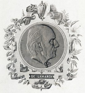 Portræt af Jean Baptiste Lamarck - gravering af Unknown artist