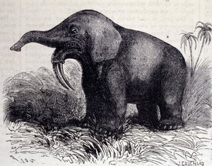 Forhistorie: repræsentation af et dinotherium, type pachyderm. af Unknown artist