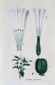 Fliget æble (datura, alm. skvalderkål) af Unknown artist