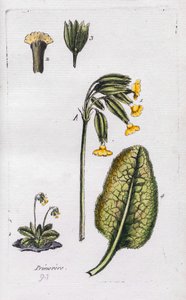 Primula af Unknown artist