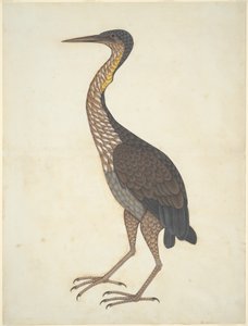 Purpurhejre (Ardea purpurea) af Unknown artist