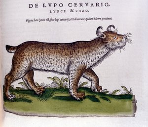 Repræsentation af en los (ulv - hjort) - Historia Animalium de Conrad Gesner (1516 - 1565), Tiguri af Unknown artist