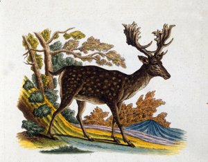 Repræsentation af et rensdyr. 1700-tals gravering af Unknown artist